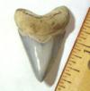 Pungo Megalodon Shark Tooth